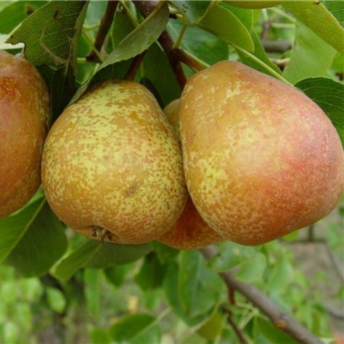 Pyrus communis 'Duhmjanaja' - Harilik pirnipuu 'Duhmjanaja' C6/6L Pyrus communis 'Duhmjanaja' - Harilik pirnipuu 'Duhmjanaja' C6/6L